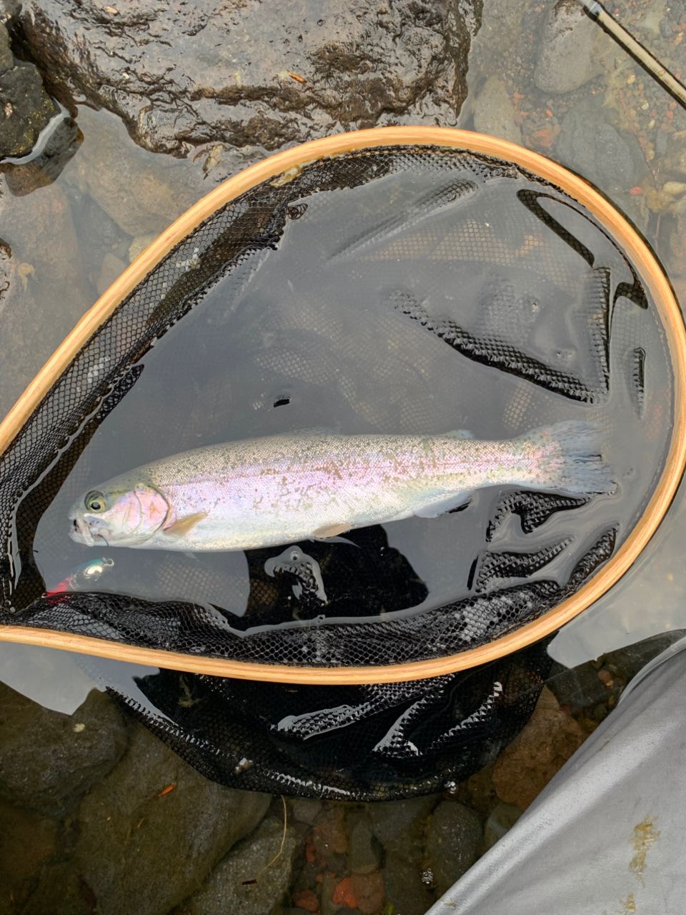 レインボートラウト