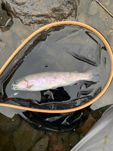 レインボートラウトの釣果