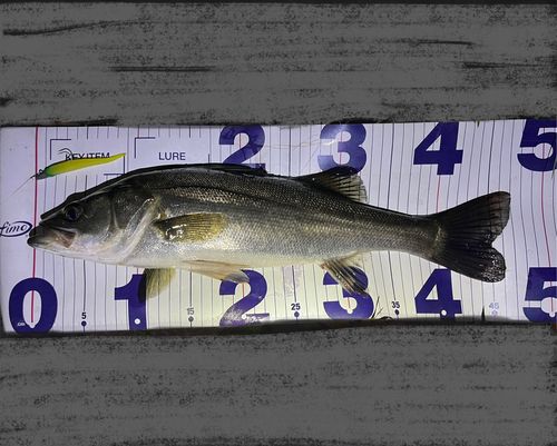 シーバスの釣果