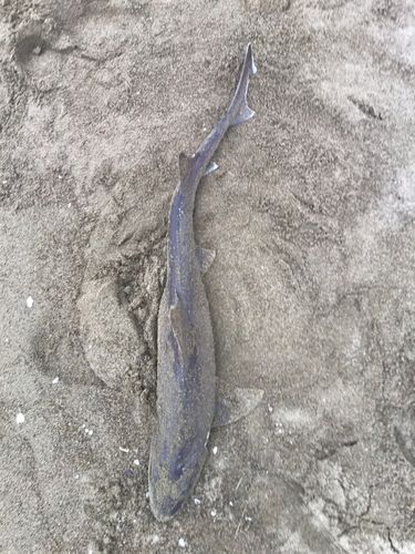 ドチザメの釣果