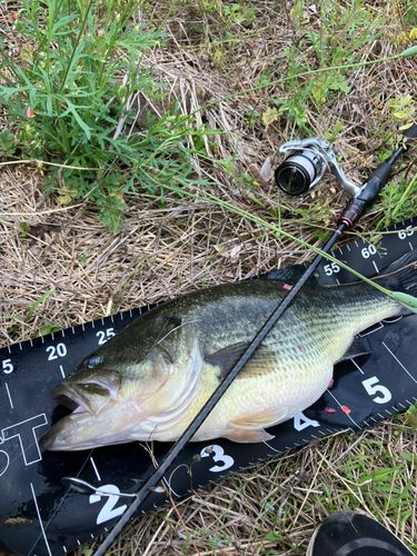 ラージマウスバスの釣果