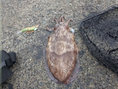 モンゴウイカの釣果