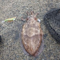 モンゴウイカ