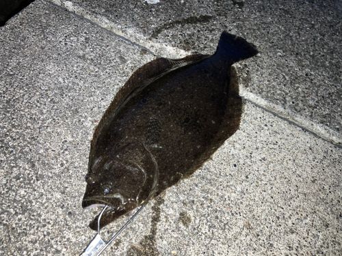 ヒラメの釣果