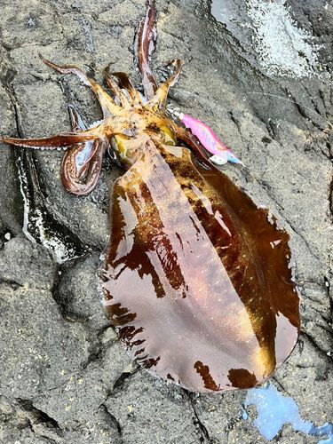 アオリイカの釣果