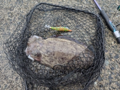 モンゴウイカの釣果