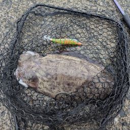 モンゴウイカ