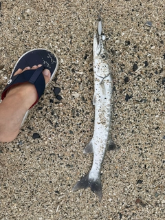 オニカマスの釣果