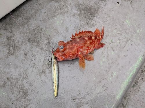 ウッカリカサゴの釣果