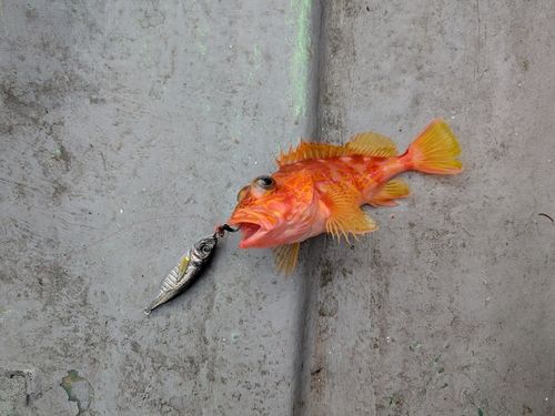 アヤメカサゴの釣果