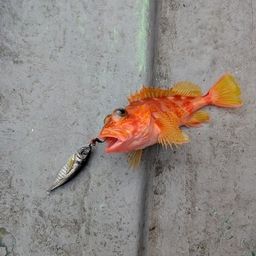 アヤメカサゴ