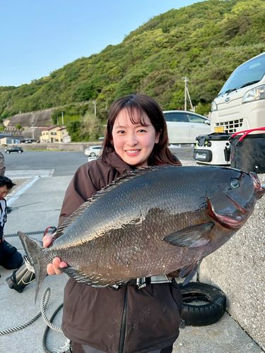 オナガグレの釣果