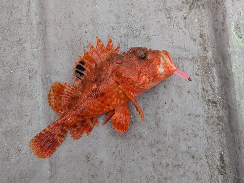 フサカサゴの釣果