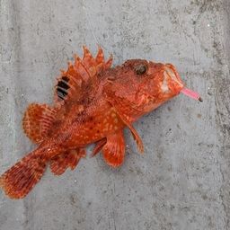 フサカサゴ