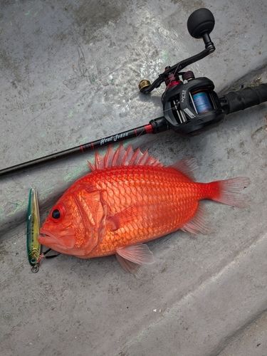エビスダイの釣果