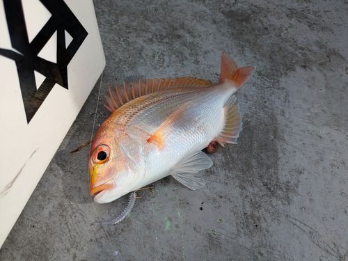 レンコダイの釣果