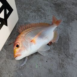 レンコダイ