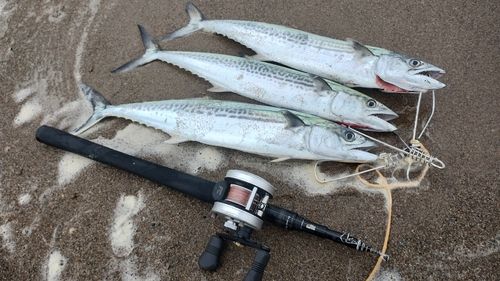 サゴシの釣果