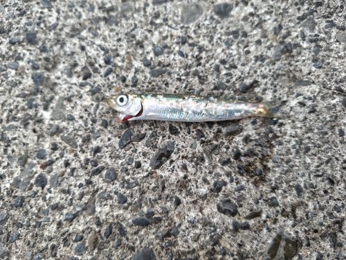 ウルメイワシの釣果