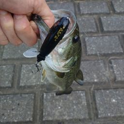 ラージマウスバス