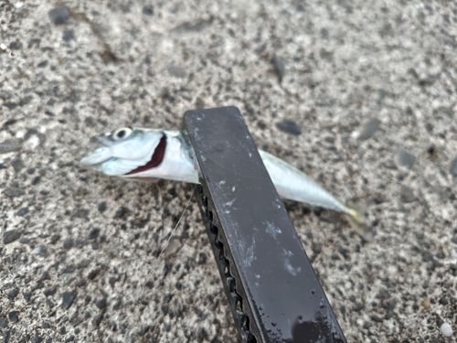 サバの釣果