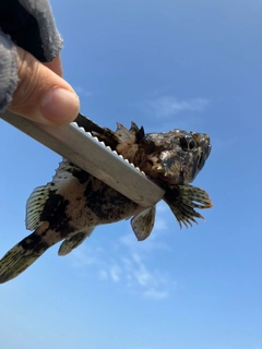 ムラソイの釣果