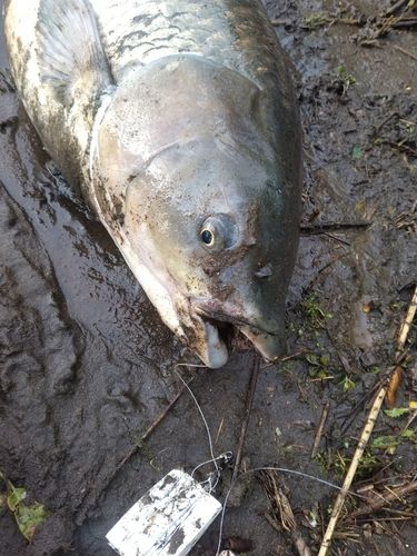 ソウギョの釣果
