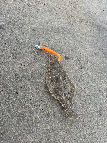 ソゲの釣果