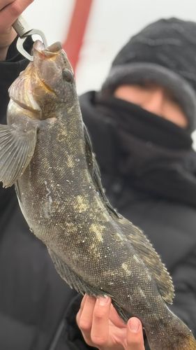 アイナメの釣果