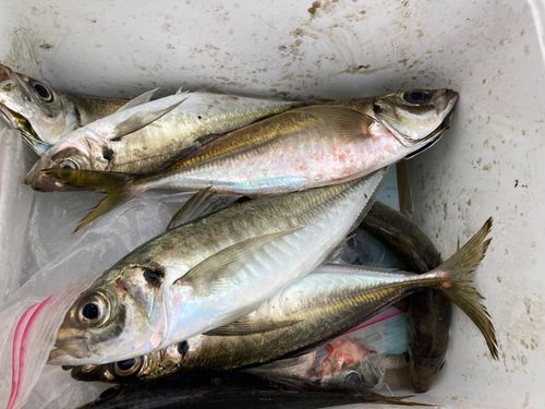 アジの釣果