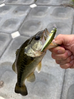 ラージマウスバスの釣果