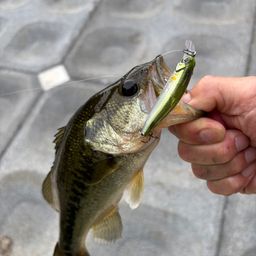 ラージマウスバス