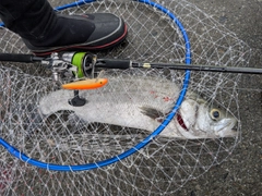 ヒラスズキの釣果