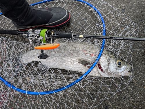 ヒラスズキの釣果