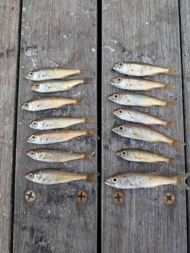 ムツの釣果