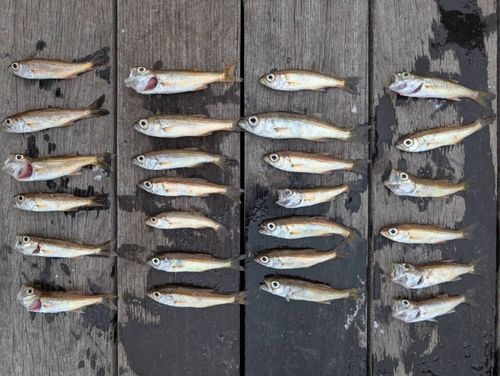 ムツの釣果