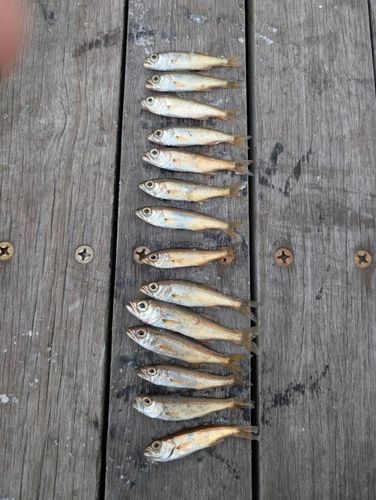 ムツの釣果