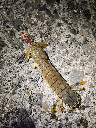 シャコの釣果