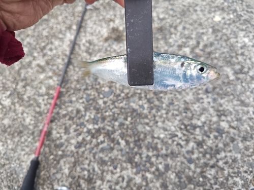 サッパの釣果