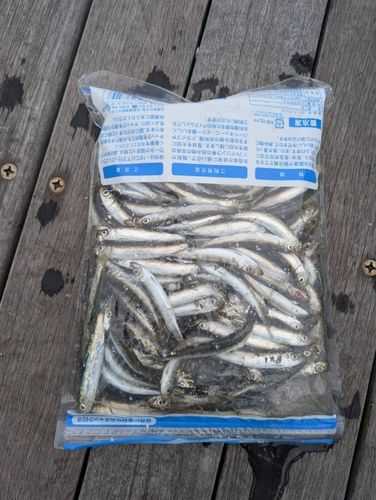イワシの釣果
