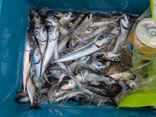 サバの釣果