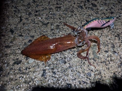 スルメイカの釣果
