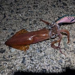 スルメイカ