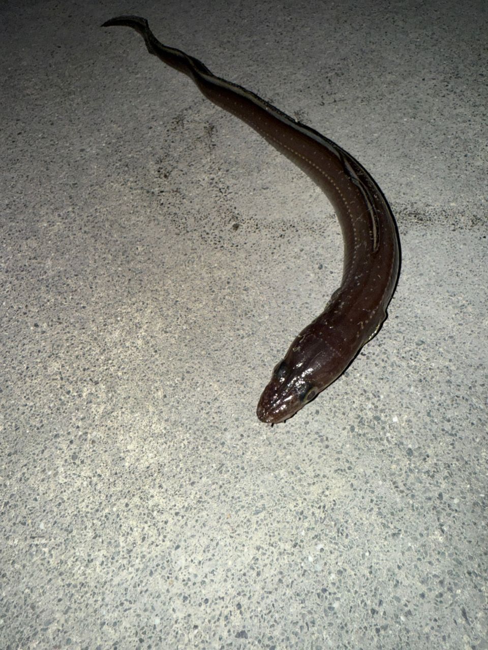 ハモ