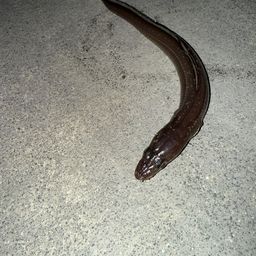 ハモ