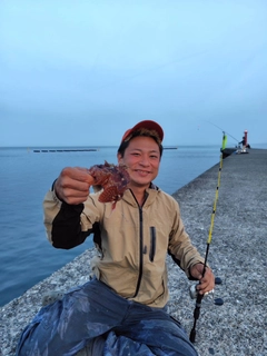 カサゴの釣果