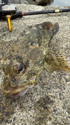 ガシラの釣果