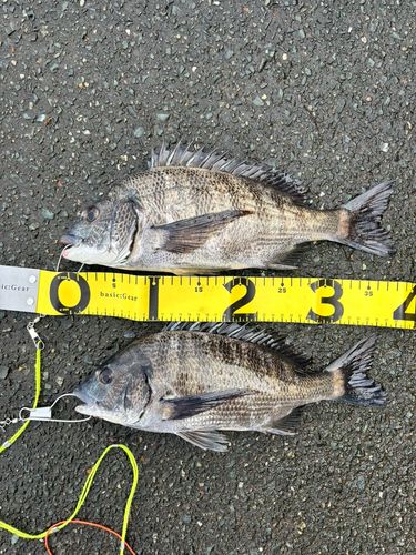 クロダイの釣果