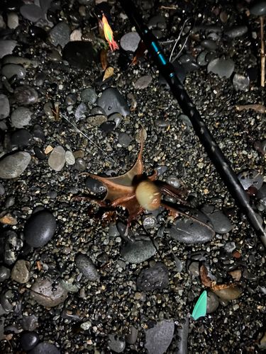 イイダコの釣果