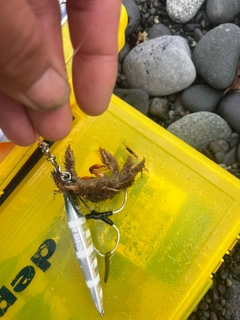 カニの釣果